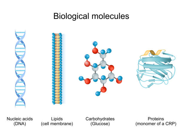 rodzaje cząsteczek biologicznych: węglowodany, lipidy, kwasy nukleinowe i białka - chemistry molecular structure dna cell stock illustrations