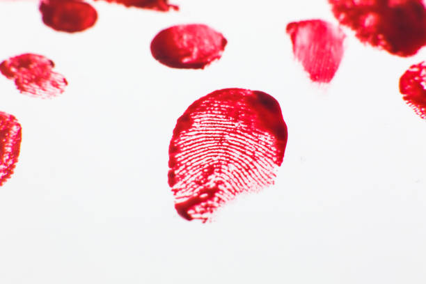 red bloody fingerprints on the white background. horror and crime scene concept. halloween postcard. - fingerprint thumbprint identity red imagens e fotografias de stock