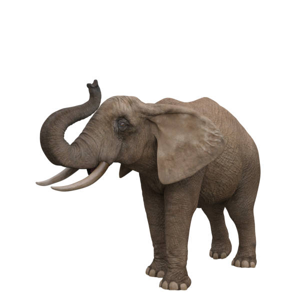 istock African elephant trunpeting. 3D illustration. 1362716689