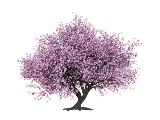istock 3D rendering of a Japanese Sakura tree with pink flowers 1362716849
