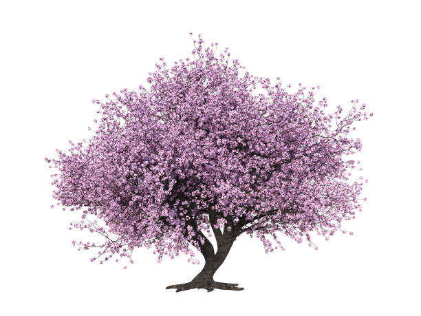3D rendering of a Japanese Sakura tree with pink flowers stock photo