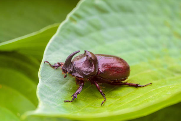 istock Rhinoceros beetle crawling on a green leaf 1362723255