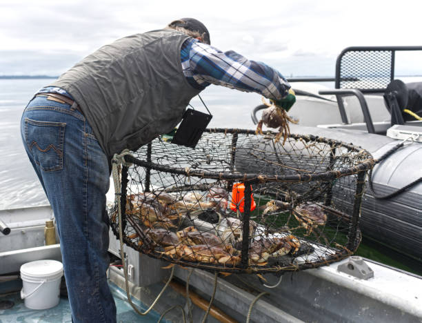 istock Fisherman and crab trap 1362723433