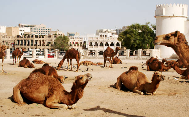 Camels of Qatar stock photo
