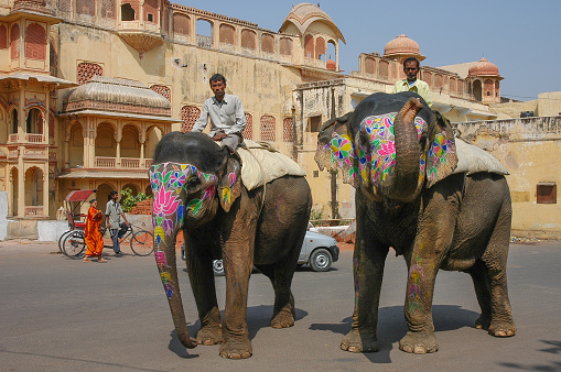 Rajasthan, India - March 08, 2006: Decorated elephants and drivers, driving through the streets of Jaipur city center