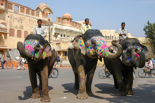 Rajasthan, India - March 08, 2006: Decorated elephants and their keepers on a street in downtown Jaipur