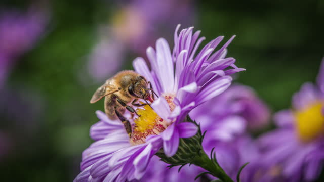 Honey bee on purple aster flower