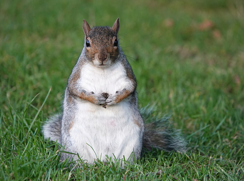 A beautiful close-up front view of a grey squirrel sitting on the grass in a park and looking at the camera.