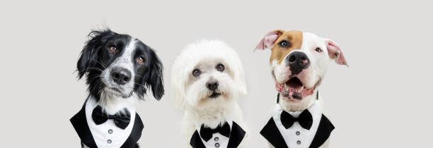 Banner three dogs love celebrating valentine's day, new year or birthday wearing a tuxedo. Isolated on gray background. Banner three dogs love celebrating valentine's day, new year or birthday wearing a tuxedo. Isolated on gray background. dog tuxedo stock pictures, royalty-free photos & images