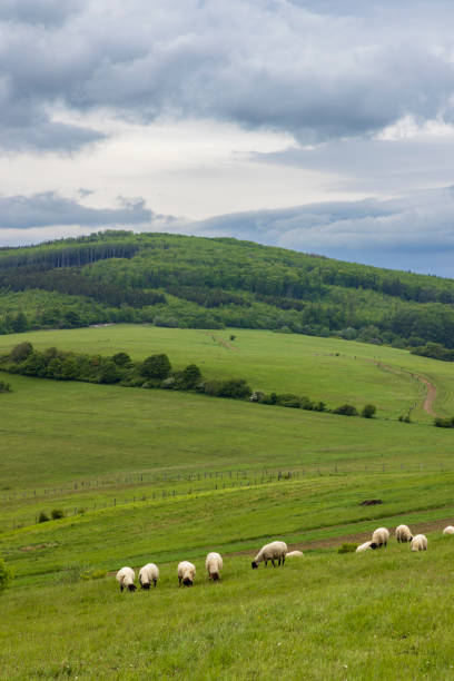istock Spring landscape with white sheep in White Carpathians, Czech Republic 1362728757
