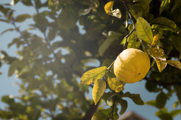 istock Fresh organic grown lemon hanging from the tree 1362728844