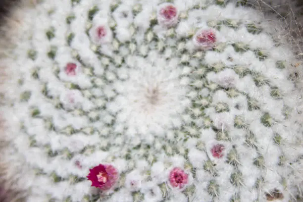 Closeup of round spiraling cactus in bloom