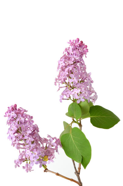istock Branch of blossoming lilac 1362730134