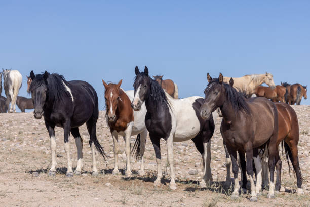 istock Wild Horses in the Utah Desert 1362731262