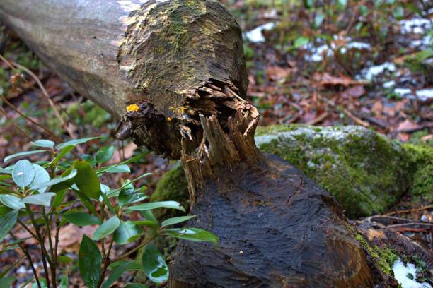 Beaver Tree Falling 2,300+ Beaver Tree Damage Stock Photos, Pictures & Royalty-Free Images ...