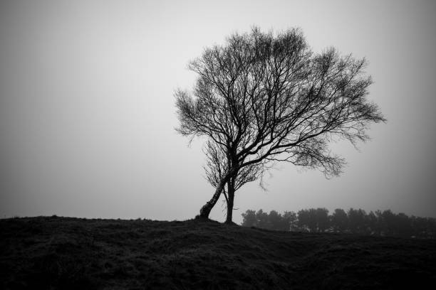 istock dark and moody tree foggy background 1362733470