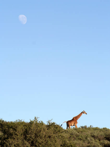 Giraffe on the Horizon stock photo