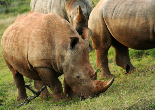 Rhino in the Wild stock photo