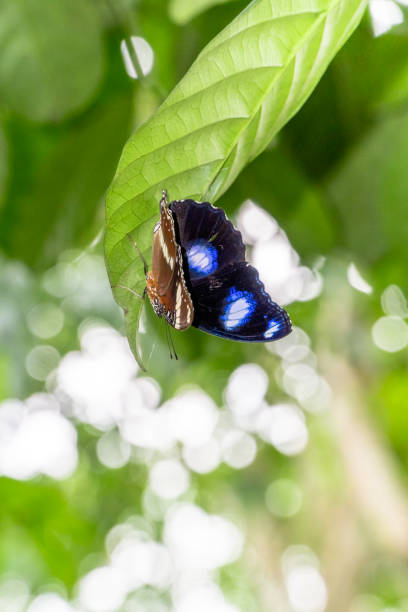 istock Black-brown butterfly perched on green leaves 1362734976