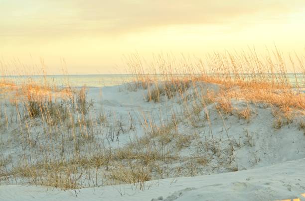 istock Sea Oats and Sand Dunes at Sunset 1362735043