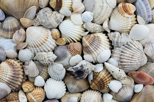 Colorful sea shells. Panels made of various shells