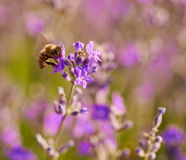 istock Honeybee on a lavender flower 1362736837