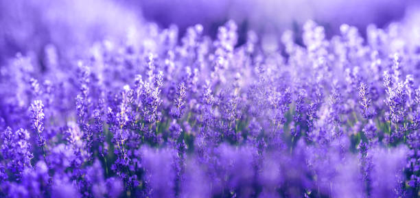 pantone farbe 2022 jahr. lavendelblüten in der farbe des jahres. farbe des jahres 2022 very peri.dynamic periwinkle blue farbton mit einem belebenden violetten rot. - flower nature lavender lavender coloured stock-fotos und bilder