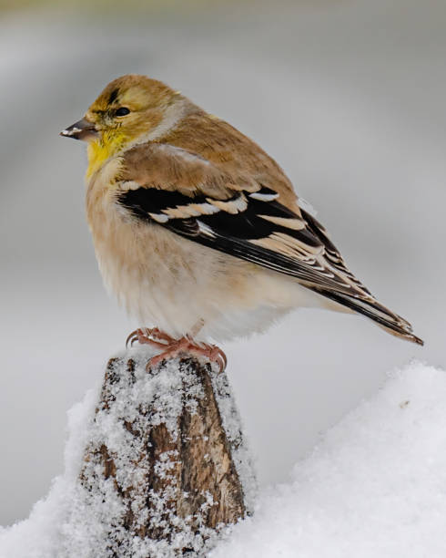 istock Goldfinch in the branches in the snow 1362737760