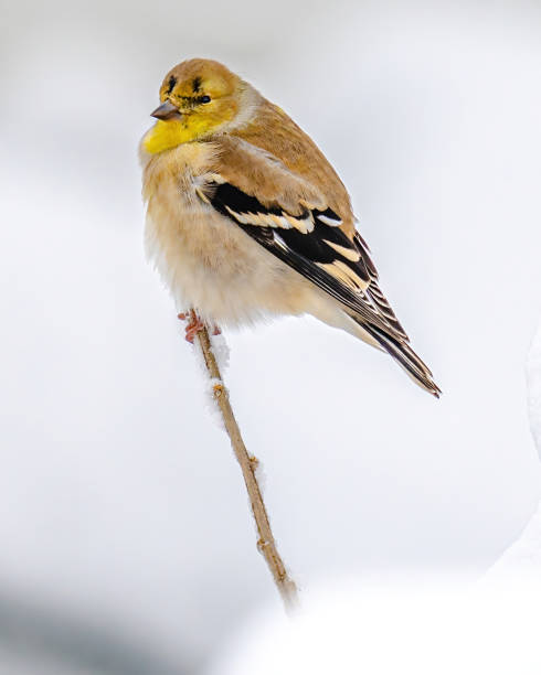 istock Goldfinch in the branches in the snow 1362737867