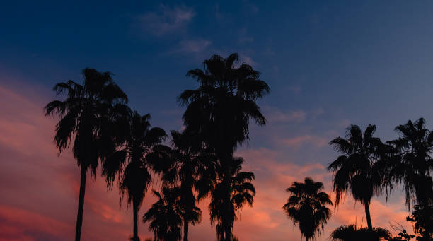 istock Beautiful coconut palm tree with sky at sunset 1362738178