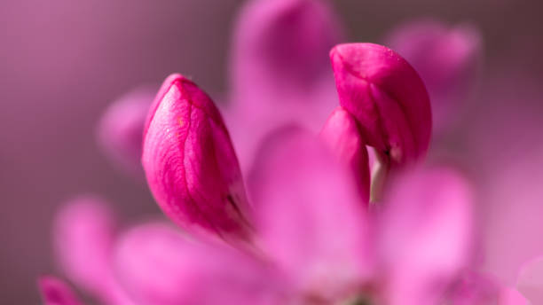 istock Beautiful Azalea Blooming Along the Blue Ridge Parkway 1362738289