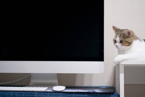 istock scottish tabby short hair cat sit and see computer at home 1362739245