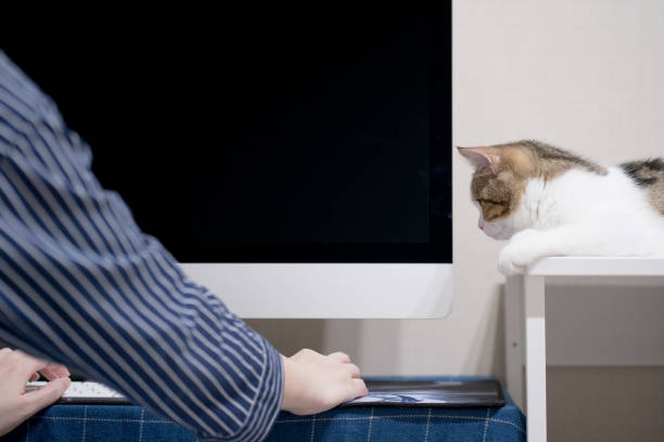 istock online learning for stock trading during quarantine at home with her cat 1362739259