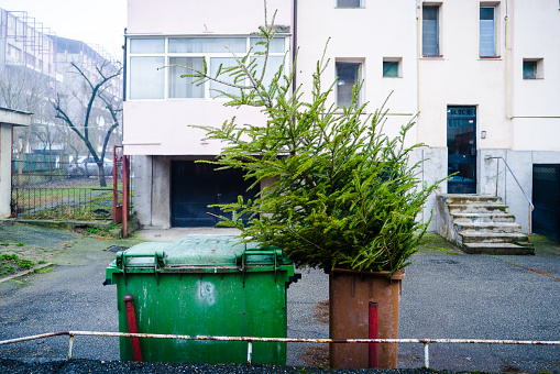 A Christmas tree thrown in a trash bin outdoors after the festive holidays are over.