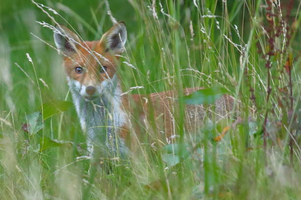 istock Young Fox hiding in the long grass 1362739674