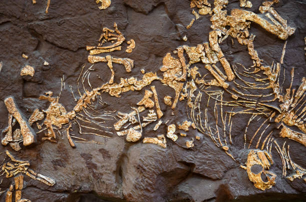 fóssil de dinossauro em pedra, ossos de animal extinto pré-histórico - paleontologista - fotografias e filmes do acervo