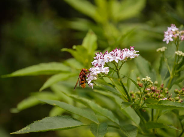 istock Honey bee on a white flower collecting pollen 1362740998