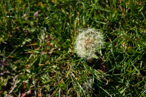 A large number of dandelions in the grass