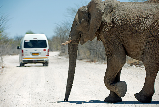 Elephant crosses dirt track behind tour bus in Etosha National park, Northwestern Namibia, Southern Africa. Namibia although colonised predominantly by Germany until British takeover and subsequent independence, retains much of its original character including the indigenous tribal people known as the Himba, as well as other tribal people such as the San bushmen in the Kalahari desert and a diverse spectrum of wildlife including Elephant, Cheetah and Lions in Etosha National park