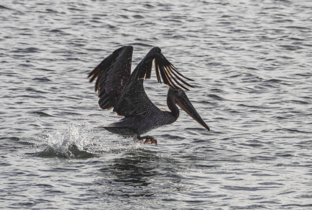 istock Pelican Water Take Off 1362742106