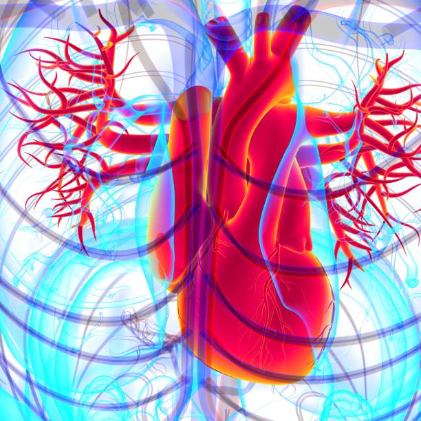 istock Human Heart Anatomy For Medical Concept 3D Rendering 1362743152