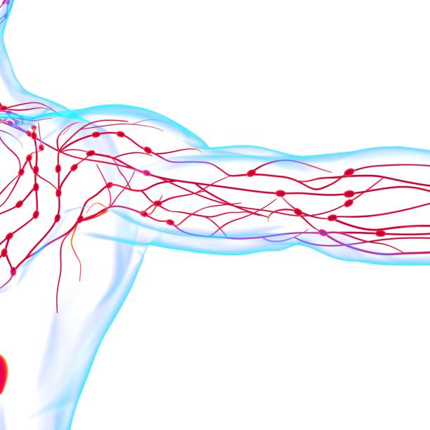 istock Human Lymph Nodes Anatomy For Medical Concept 3D Rendering 1362743666