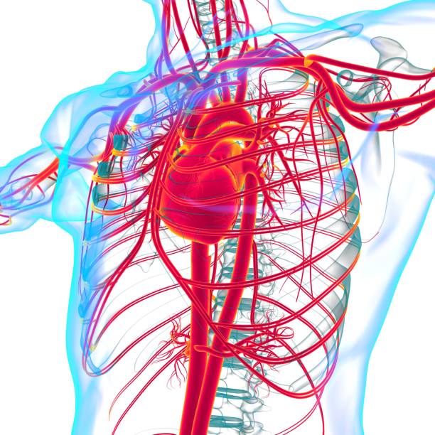 istock Human Heart With Circulatory System Anatomy For Medical Concept 3D Rendering 1362743681