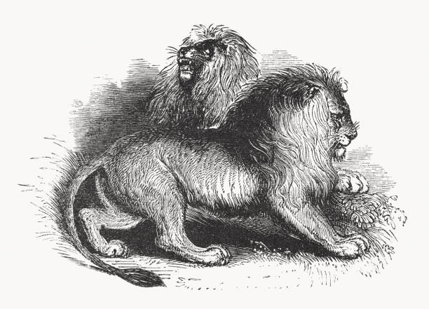 Asiatic lion (Panthera leo persica), wood engraving, published in 1862 The Asiatic lion (also Persian, or Indian lion, Panthera leo persica) - a subspecies of the lion. The original distribution area extended to southeast Europe as well as to the Middle and Near East. Today it only occurs in the wild in the Indian state of Gujarat in Gir National Park on the Kathiawar peninsula. Wood engraving, published in 1862. asian lion stock illustrations