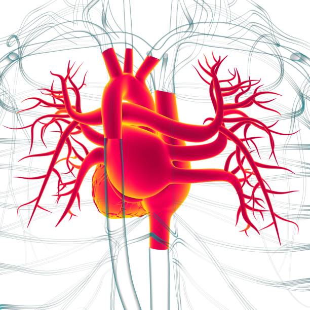 istock Human Heart Anatomy For Medical Concept 3D Rendering 1362743722