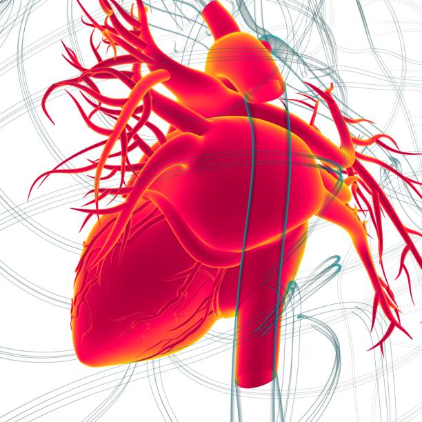 istock Human Heart Anatomy For Medical Concept 3D Rendering 1362743727