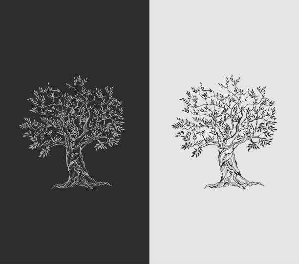 olivenbaum auf vintage papier - olivenbaum stock-grafiken, -clipart, -cartoons und -symbole