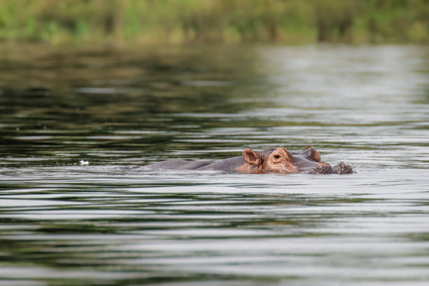 istock The common hippo (Hippopotamus amphibius), Murchison Falls National Park, Uganda. 1362745085