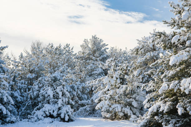 istock The pine trees are covered with fluffy snow. 1362745344
