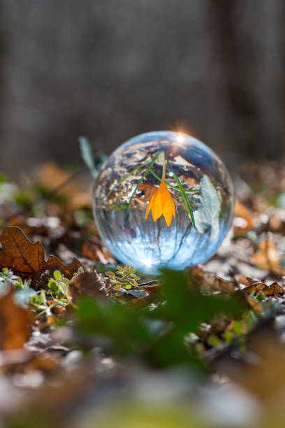 Close up of blooming crocus in a spring forest - upside down reflection in a lens ball - selective focus, copy space